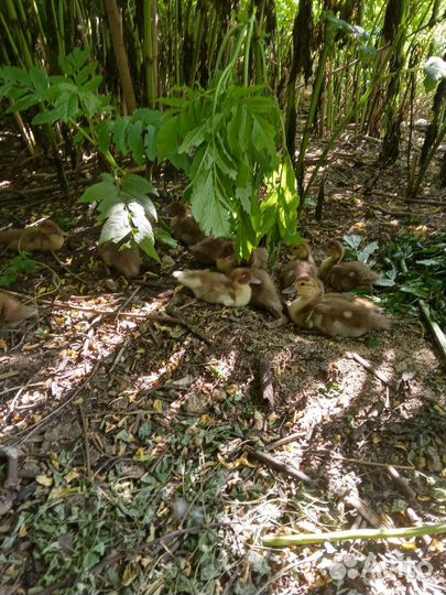 Утята индоутки