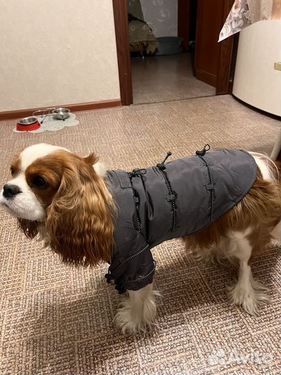 Куртка для собак мелких пород