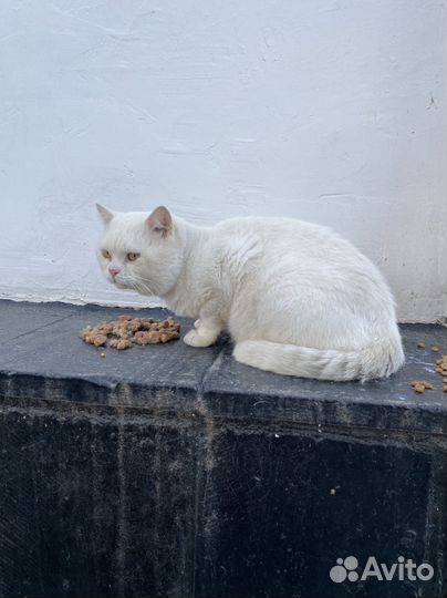 Котик в добрые руки