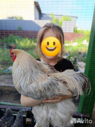 Петухи молодые Брама и помесные