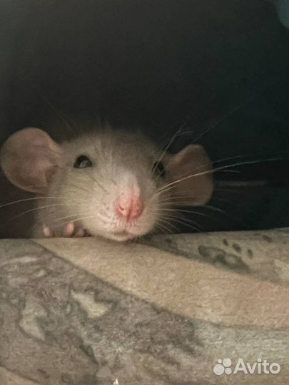 Декоративная крыса дамбо