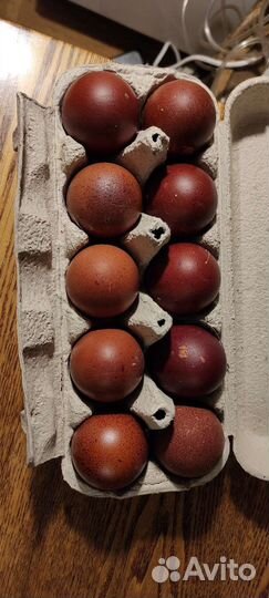 Инк. яйцо сильверудд блу, цыплята