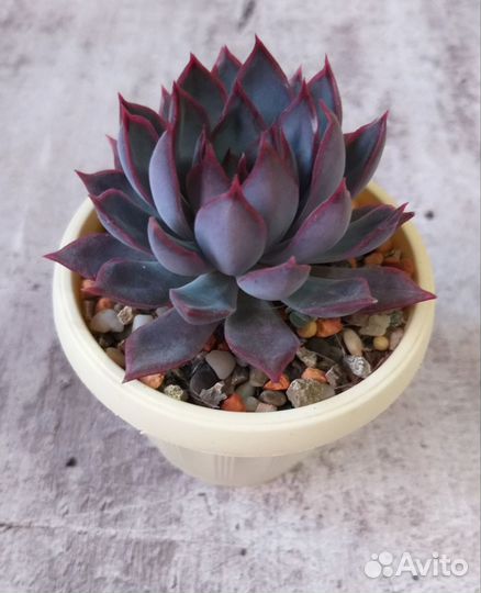 Редкие суккуленты/ эхеверия/эчеверия