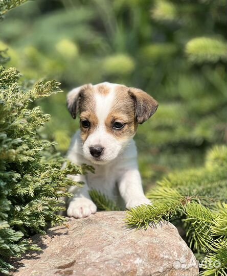 Девочка джек рассел терьер