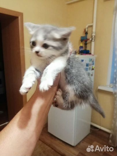 Шотландская