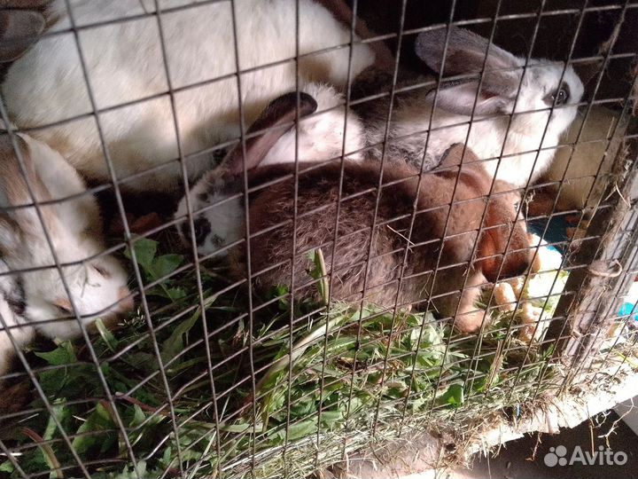 Кролики мясных пород