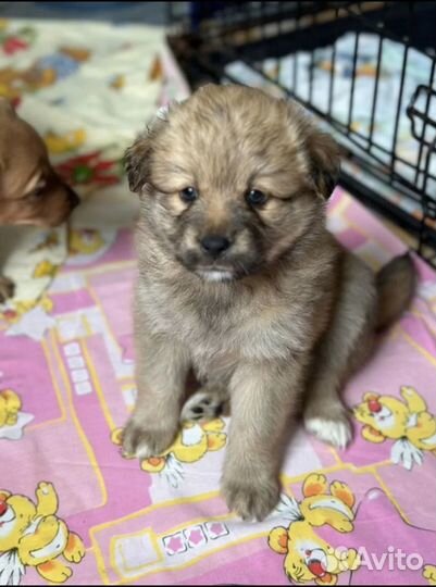 Крохотные щенки маленькой собачки ищут дом