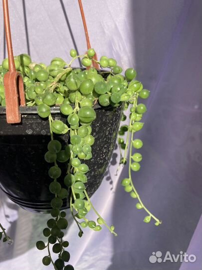 Суккуленты