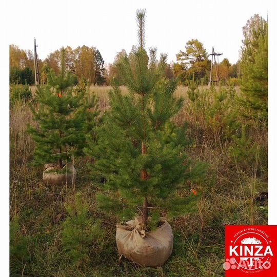 Сосна обыкновенная опт