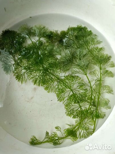 Кабомба, наяс, роголистник, криптокорина