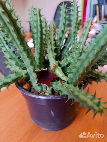 Традисканция Вайлет Хилл цианотис