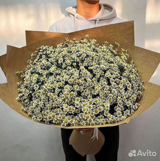 Цветы ромашки