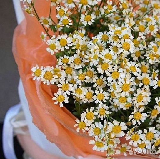 Букеты ромашек