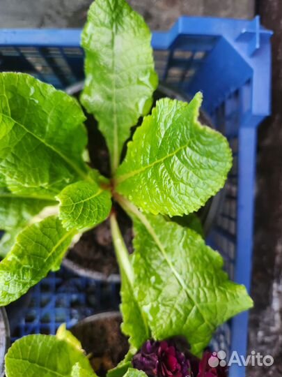 Примула махровая Беларина