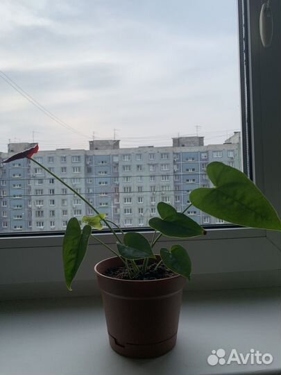 Антуриум