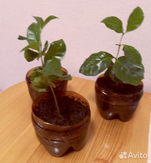 Хлорофитум