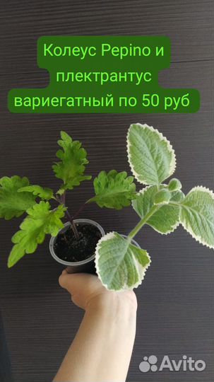 Продам цветы комнатные