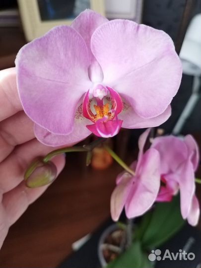 Орхидея фаленопсис
