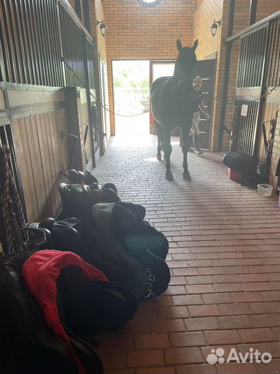 Примерка седел, подбор