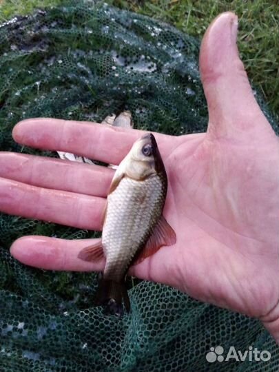 Живец карась