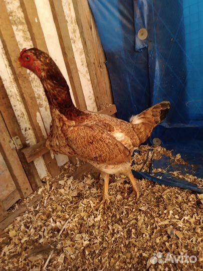 Бойцовая птица