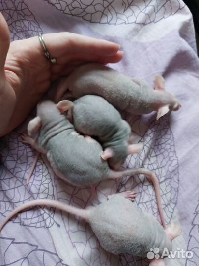 Крысы. Дамбо, Дабл-Рекс, Рекс, Сфинкс