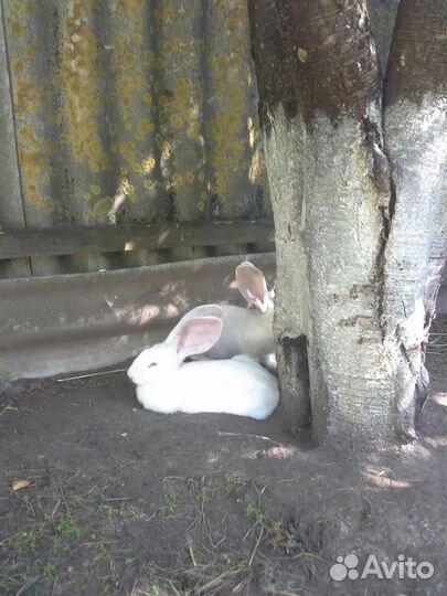 Кролики фландеры