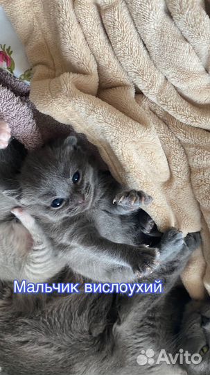 Шотландские котята