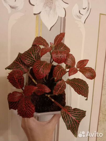 Декоративные растения бронь