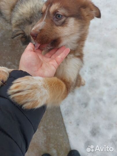 Щенки в добрые руки даром