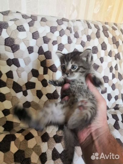 Котенок девочка в добрые руки
