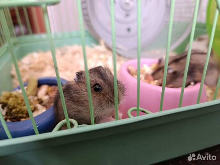 Джунгарский хомяк