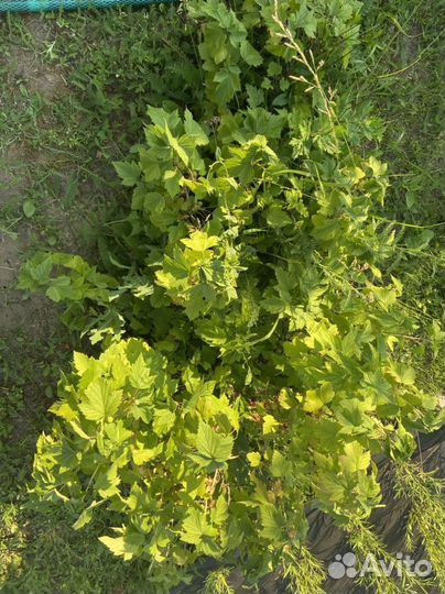 Куст черной смородины