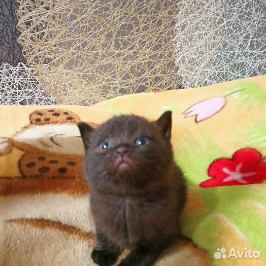 Шотландские котята