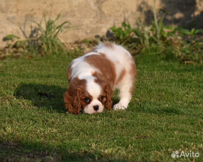 Кавалер кинг чарльз спаниель
