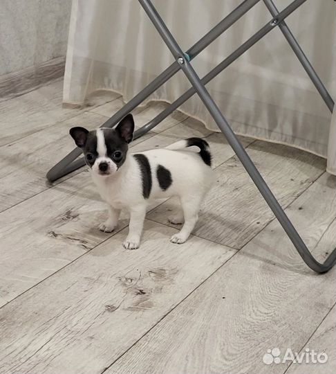 Чихуахуа мини девочка