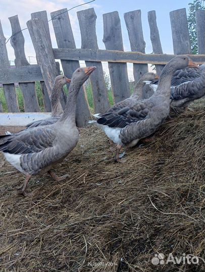 Гусь крупный серый