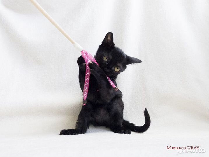 Котята породы Бомбей (Бомбейская )