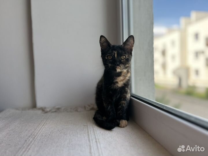 Котята в добрые руки бесплатно