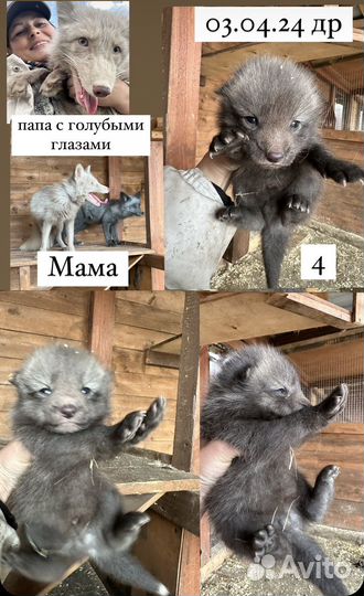 Домашняя лиса щенки