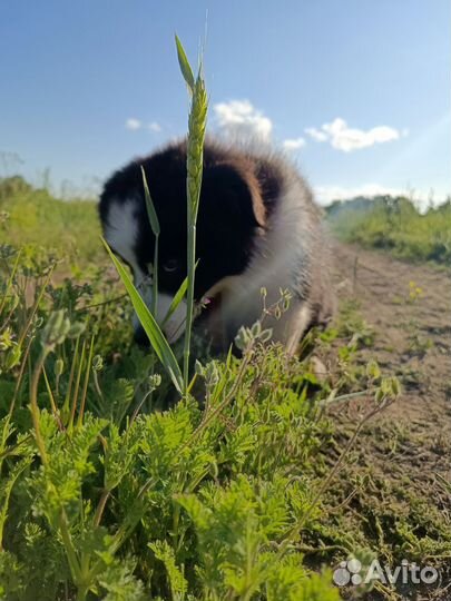 Щенок бордер-колли