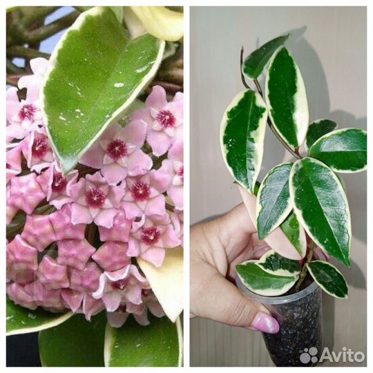 Комнатная экзотика