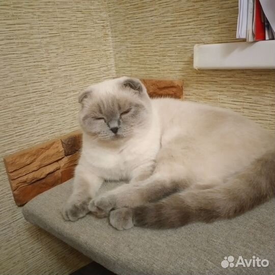 Шотландские