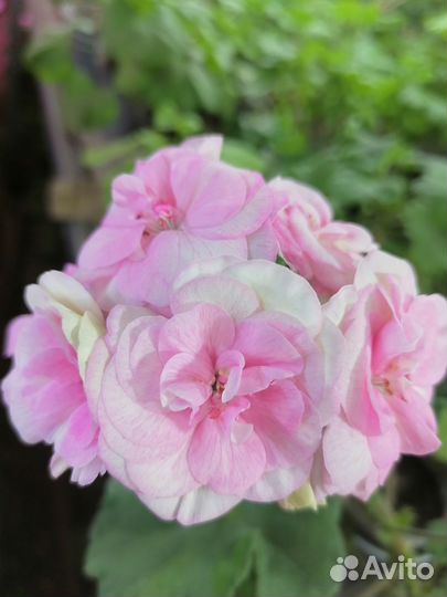 Пеларгония Od Madpearl Rose