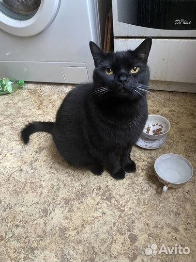 Кот британский в добрые руки