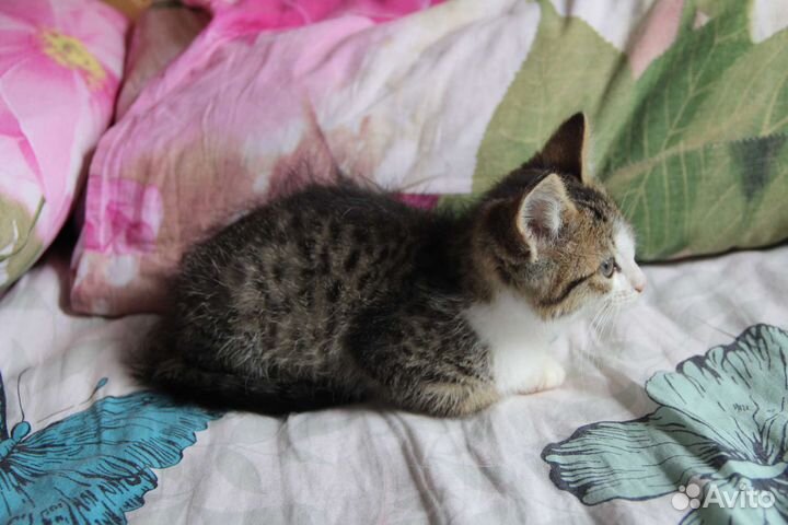 Котёнок девочка в добрые руки бесплатно