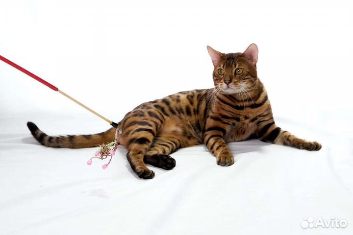 Бенгальский кот вязка