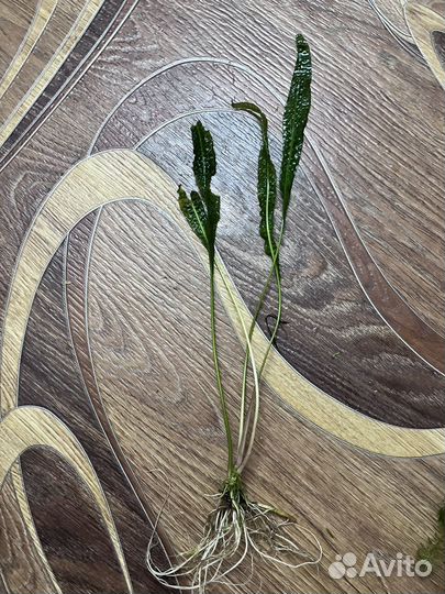 Растения для аквариума