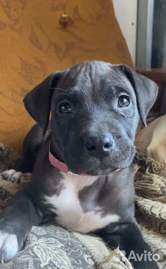 Щенки питбуля