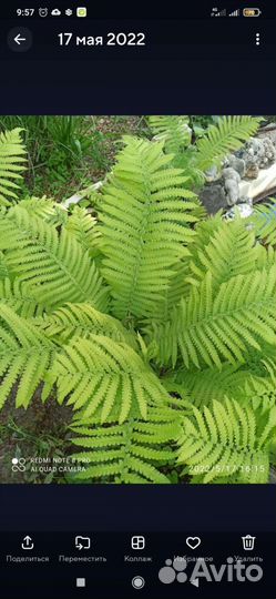 Папоротник садовый